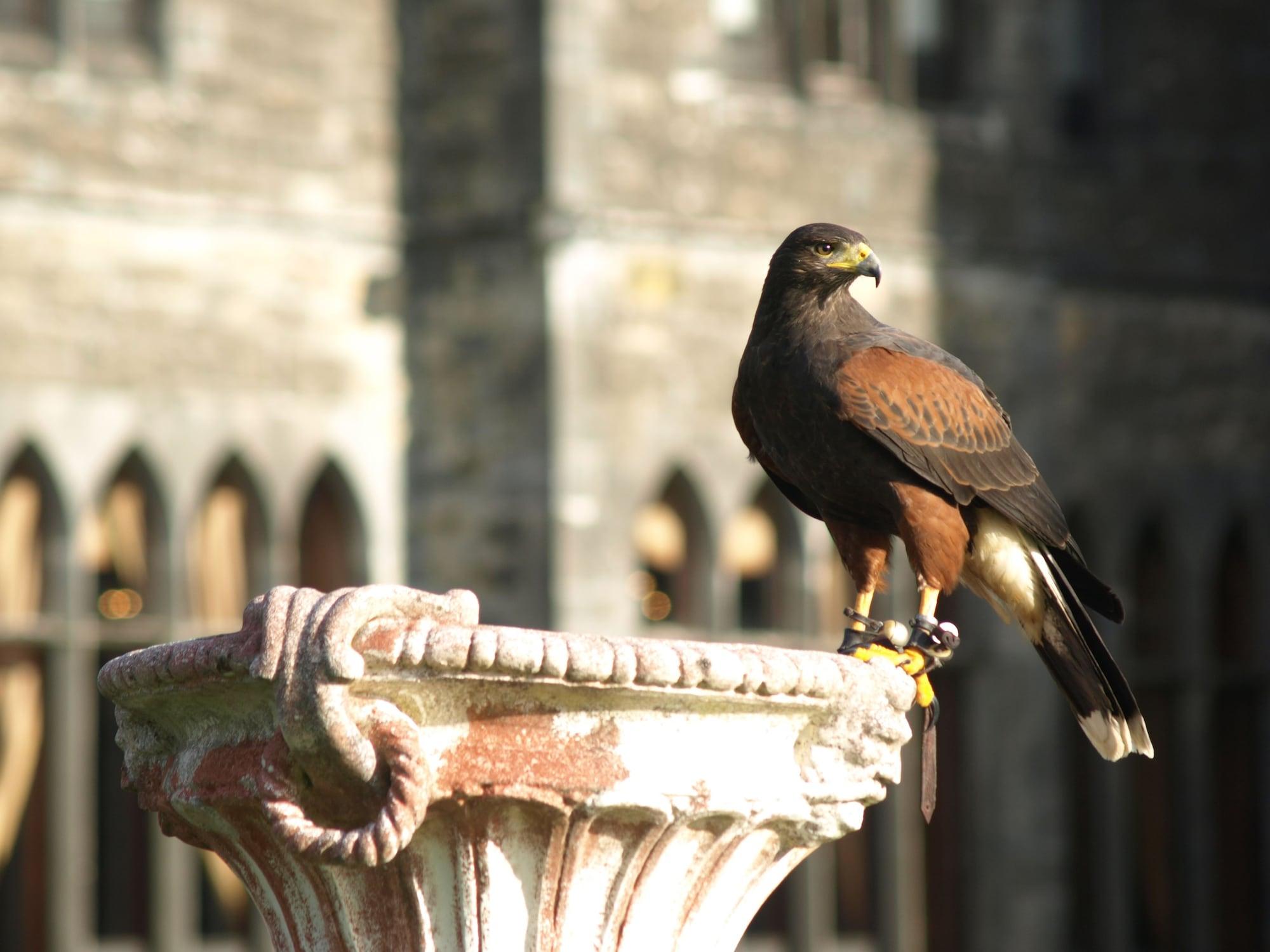 Ashford Castle Hotel Cong Buitenkant foto